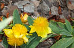 Cedarglade St. Johnswort